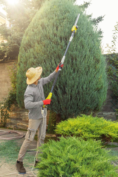 Best Lawn Mowing  in Anamosa, IA